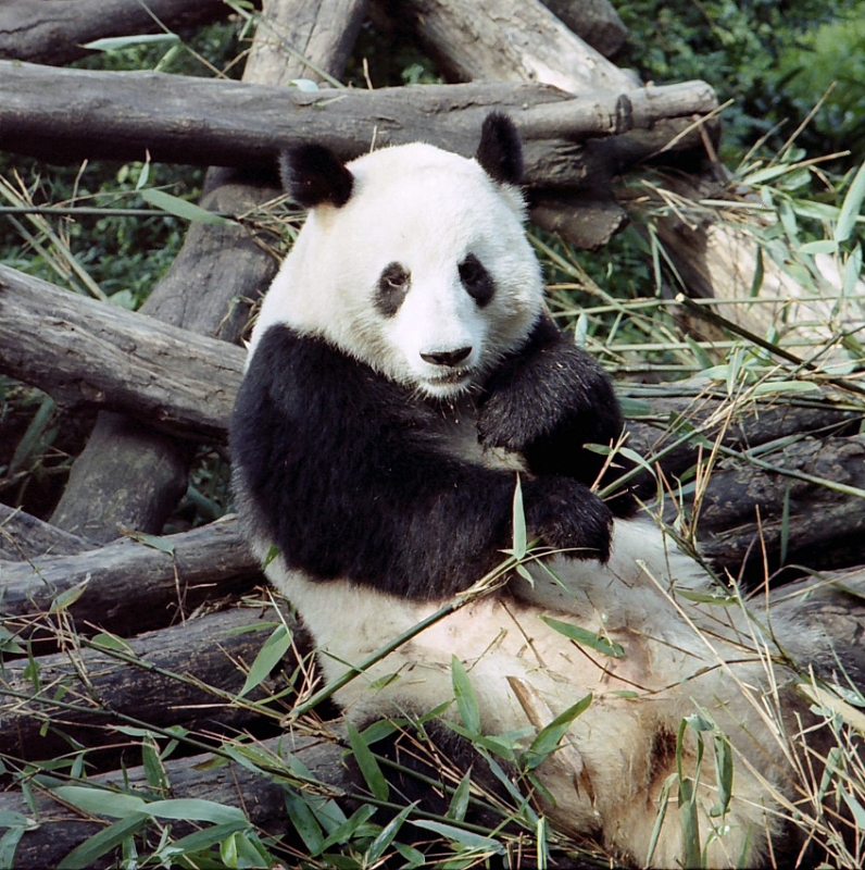 Giant panda, Xian China 4.jpg - Pandas